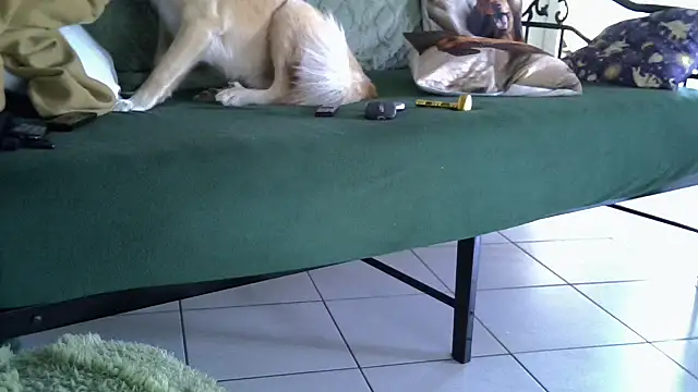 Damn bro23 online show from 02.20.26