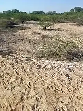 Delhi BoyBigcock online show from 03.11.25