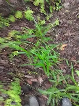 paugrosso553 online show from 03.19.26