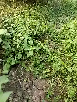 himvilohi08 online show from 10.19.25