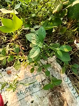 himvilohi08 online show from 10.21.25