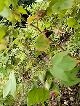 himvilohi08 online show from 10.24.25