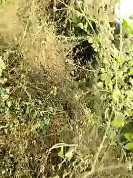 himvilohi08 online show from 01.08.26