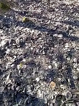 DawidSpandel online show from 03.16.25