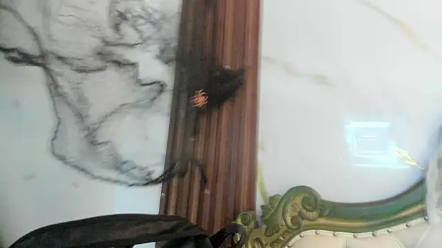 Snapshot of CoralieBronson chatting on 10.28.25 CoralieBronson online show from 10.28.25