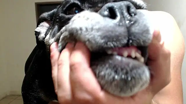 BlondZilla online show from 03.18.26