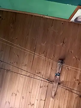 Snapshot of Ridick2025 chatting on 11.15.25 Ridick2025 online show from 11.15.25