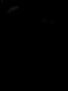 Reeelo online show from 11.28.25