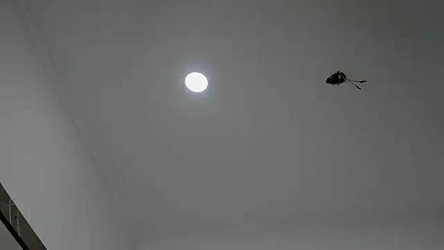 alice  brow online show from 09.27.25