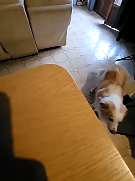 Stingles online show from 10.03.25