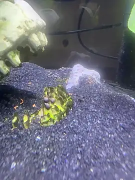 saumon3022 online show from 02.08.26