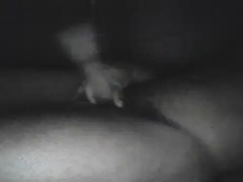 Bigcockjamaican876 online show from 10.15.25