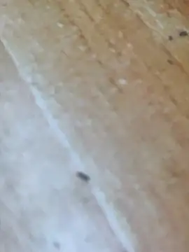 Markroco696 online show from 10.16.25