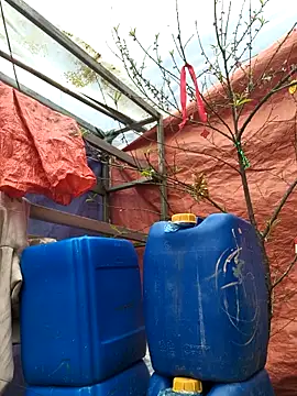 liu-liusexy online show from 02.19.26