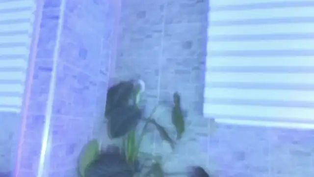 SophiaBloss online show from 11.22.25