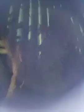 8133vaibhavh online show from 10.09.25