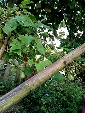 kemtuoi-sex online show from 10.04.25