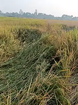 pus ylover online show from 11.04.25