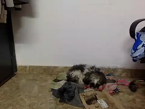 suzen night online show from 01.16.26