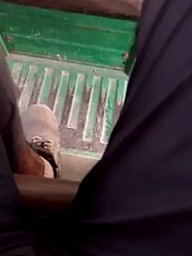 haryanaboypanipat12 online show from 04.17.26