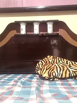 Cachorrinha2025 online show from 11.13.25