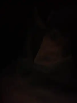 Halyy xx online show from 03.04.26