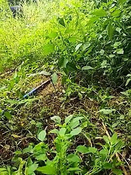 telugumodda4396 online show from 10.19.25