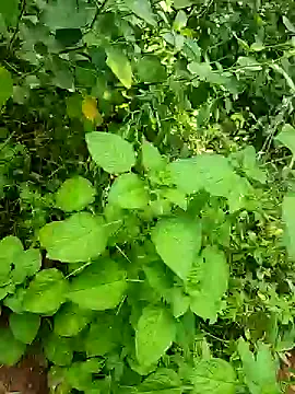 telugumodda4396 online show from 10.25.25