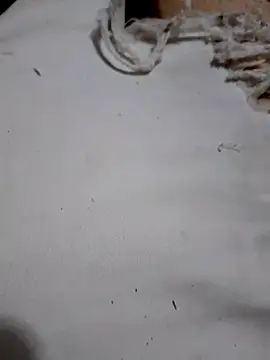 SALCEDO 041198 online show from 10.11.25