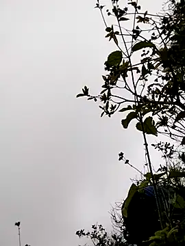 sumaybae online show from 11.05.25