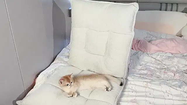 xiaoguaiss online show from 06.02.26