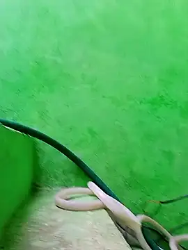 Karishma cute online show from 11.29.25