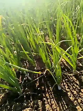 devil boy 0909 online show from 03.25.26