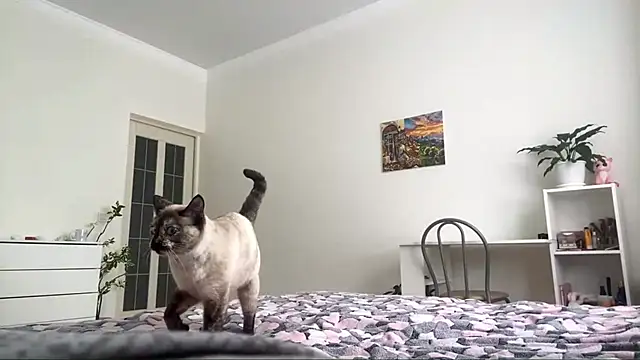 Snapshot of GingerMikos chatting on 11.06.25 GingerMikos online show from 11.06.25