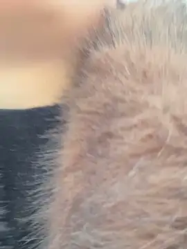 SashaCatt online show from 11.23.25