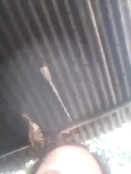 jacka 305 online show from 01.11.26