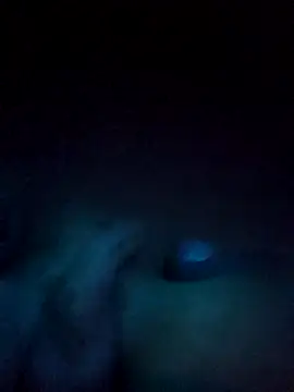 norvisito online show from 12.19.25