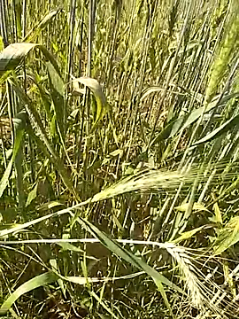 Snapshot of hornycouple20000 chatting on 02.16.26 hornycouple20000 online show from 02.16.26