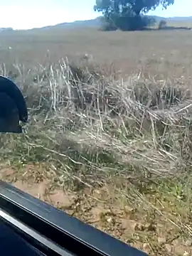 GanaderoMorboso online show from 02.14.26