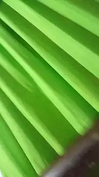 Snapshot of saray_reesee chatting on 02.28.26 saray reesee online show from 02.28.26