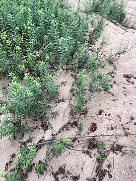 Annalua73 online show from 01.18.26