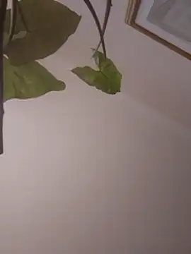 NickoHetero online show from 01.13.26