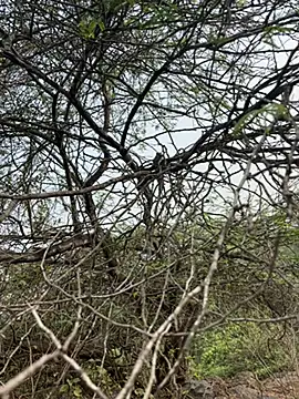 goodboyTelugu online show from 02.02.26