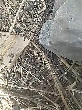 Cute Boy 4 online show from 03.13.26