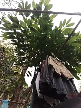 Snapshot of Small_flower1 chatting on 02.11.26 Small flower1 online show from 02.11.26