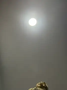 Snapshot of Angelicalove07 chatting on 03.01.26 Angelicalove07 online show from 03.01.26