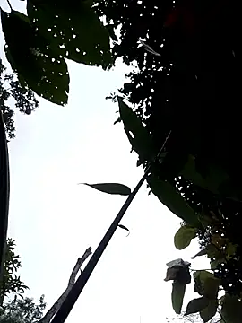 Linka998 online show from 04.03.26