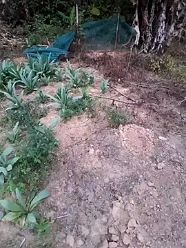 zanh99 online show from 04.08.26