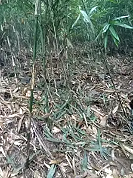 kalara kail online show from 03.16.26