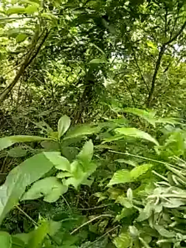yaja-chan online show from 07.07.26